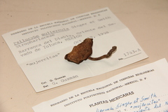 Psilocybe muliercula