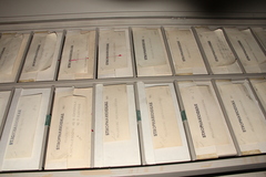 Psilocybe muliercula