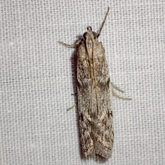 Cryptoblabes hemigypsa