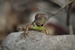 Stenocercus iridescens