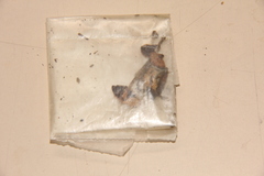 Psilocybe baeocystis