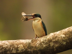 Sacred Kingfisher photo 4