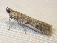 Cryptoblabes hemigypsa