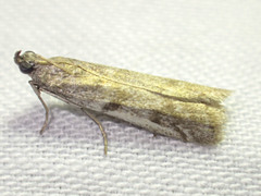 Cryptoblabes hemigypsa