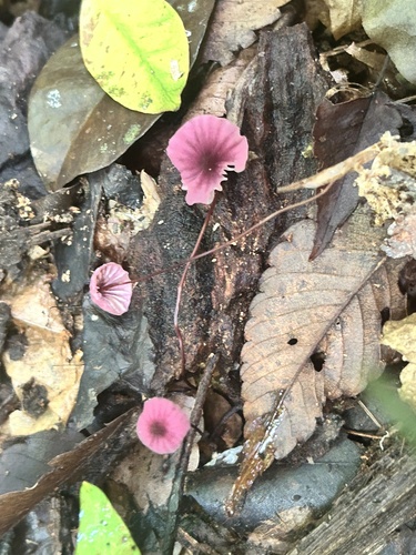 Marasmius pulcherripes