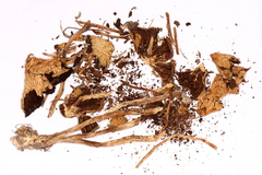 Psilocybe liniformans americana