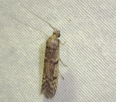 Cryptoblabes hemigypsa