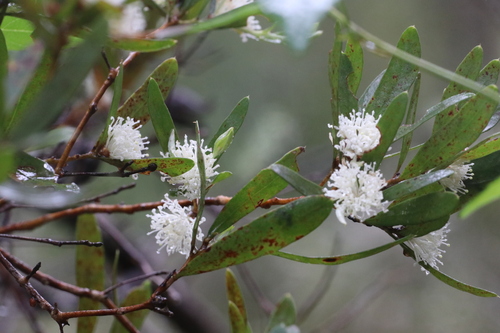 olive-leaved hakea (Hakea oleifolia)