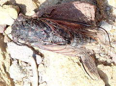 Atrapsalta encaustica