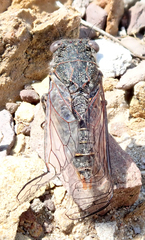 Atrapsalta encaustica