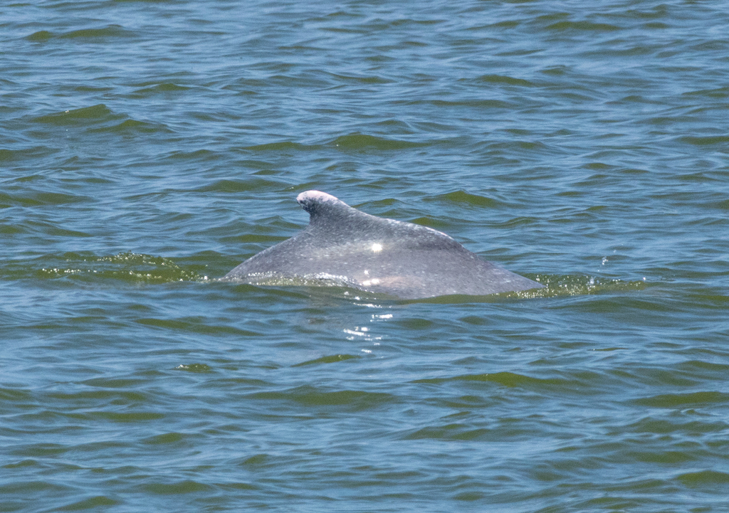 Grey humpback dolphin back and hump at the surface