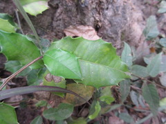 Streblus ilicifolius