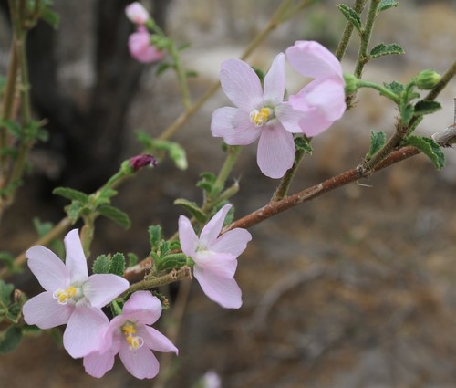Tiny White Wild Hibiscus