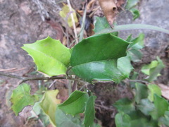 Streblus ilicifolius