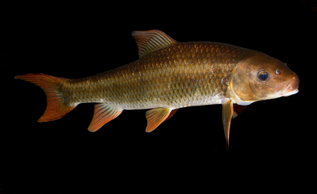 Robust Redhorse