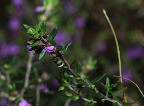 Prostanthera scutellarioides, photograph 2