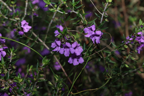 Prostanthera scutellarioides