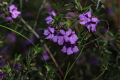Prostanthera scutellarioides, photograph (c) Greg Tasney, some rights reserved (CC BY-SA)