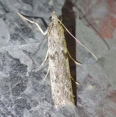 Cryptoblabes hemigypsa