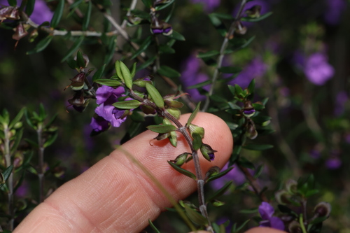 Prostanthera scutellarioides, photograph 3