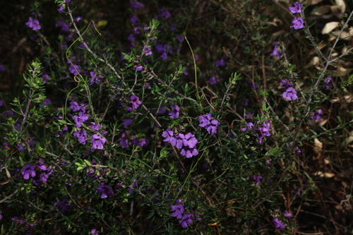 Prostanthera scutellarioides, photograph 4