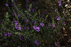 Prostanthera scutellarioides, photograph (c) Greg Tasney, some rights reserved (CC BY-SA)