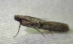 Cryptoblabes hemigypsa