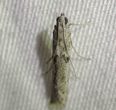 Cryptoblabes hemigypsa