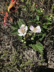 Rubus pinnatus