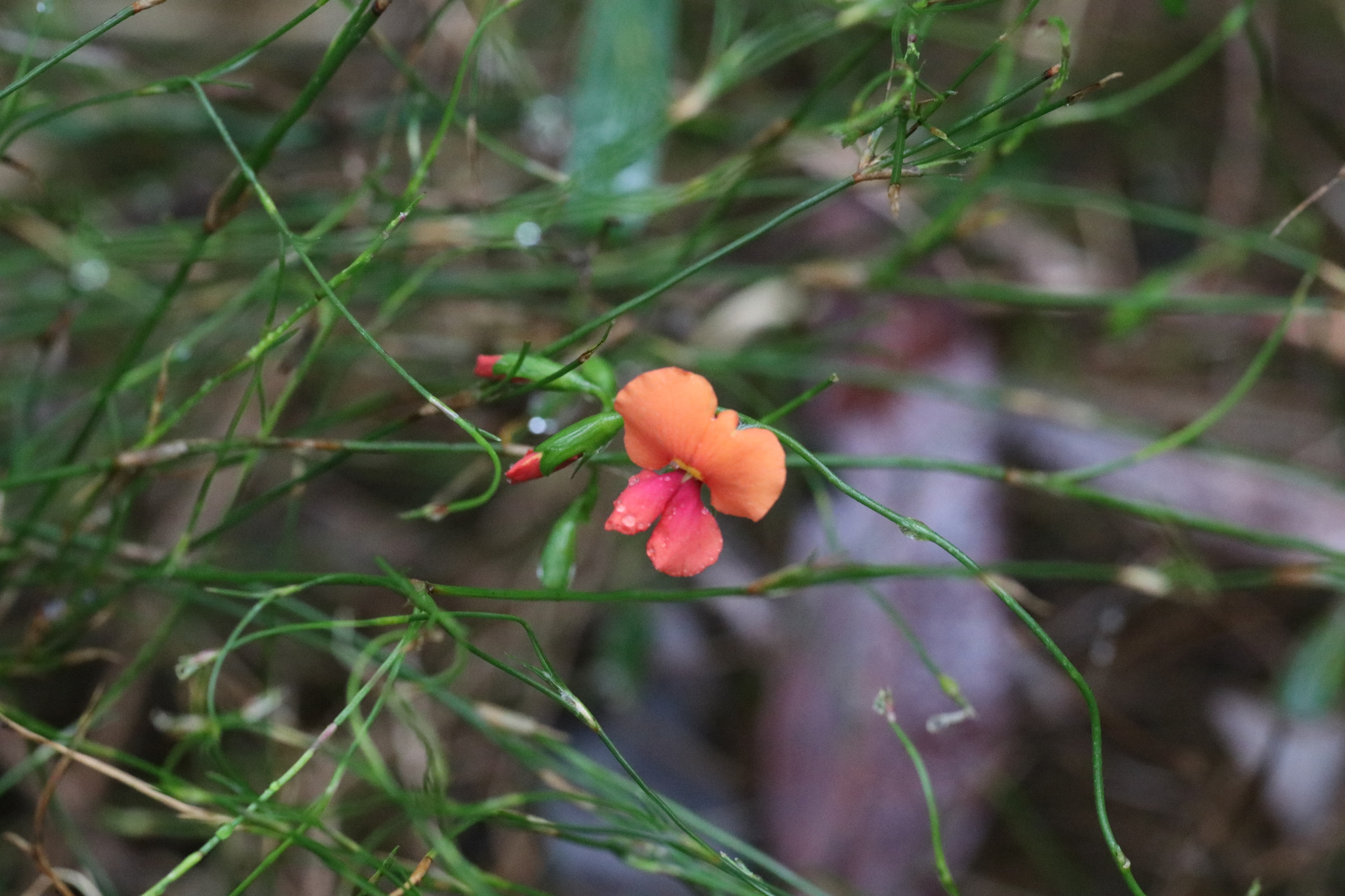 Chorizema diversifolium