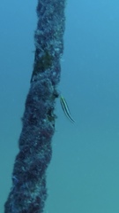 Petroscirtes breviceps