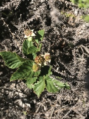 Rubus pinnatus