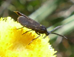 Turneriprocris dolens