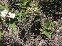 Rubus pinnatus