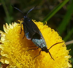 Turneriprocris dolens