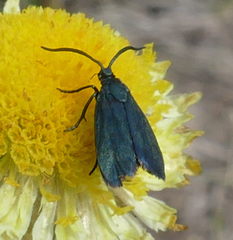 Turneriprocris dolens