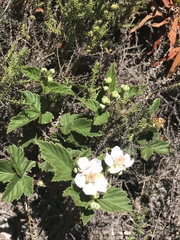 Rubus pinnatus