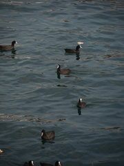 Fulica atra