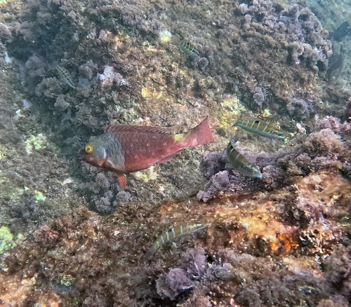 Sparisoma cretense