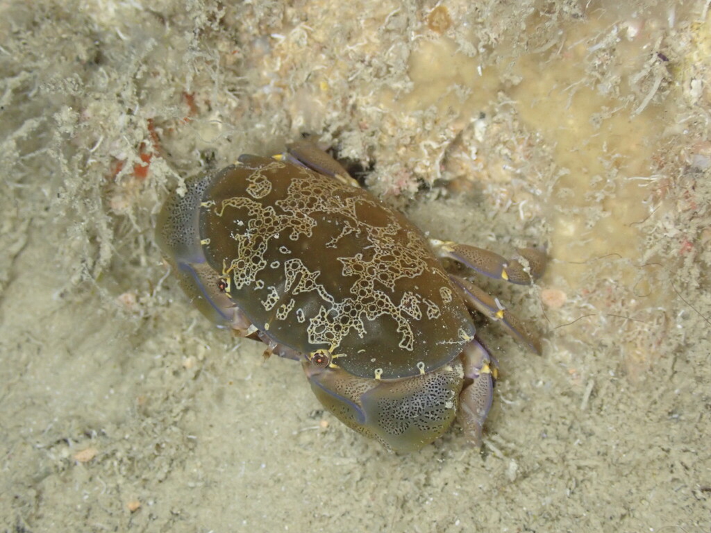 Floral Egg Crab