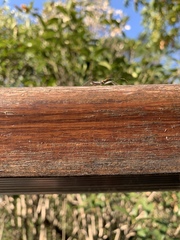 Reduviidae