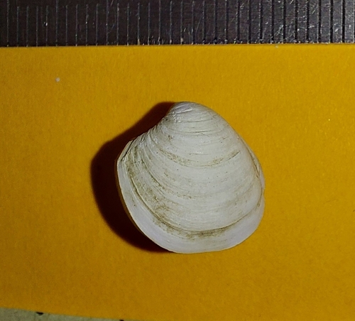 Common Furrow-shell