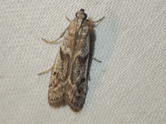 Cryptoblabes hemigypsa