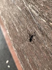 Reduviidae