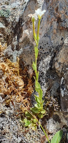 Epilobium alsinoides (Epilobium alsinoides)