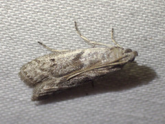 Cryptoblabes hemigypsa