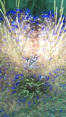 Zebrida adamsii