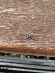 Reduviidae