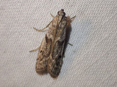 Cryptoblabes hemigypsa