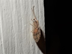 Wesmaelius subnebulosus